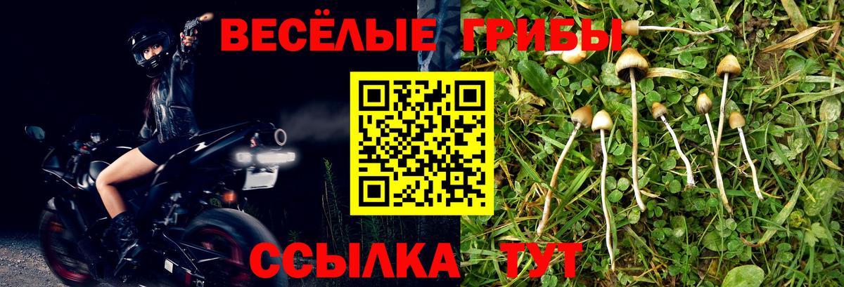 Псилоцибиновые грибы Cubensis  Вход с VPN  Саянск 